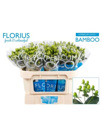HYP COCO BAMBOO 70CM