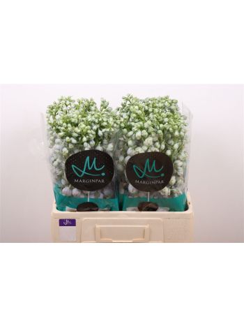 DELPH DU TR LAVENDE 60CM