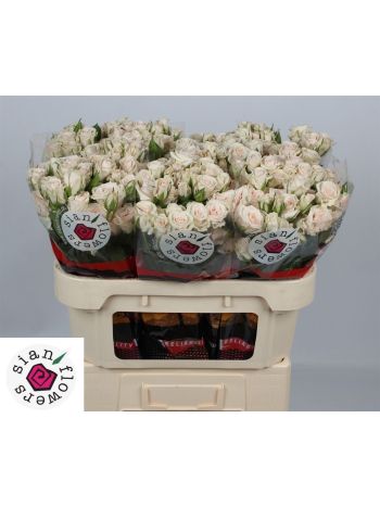 R TR ROYAL PORCELINA 70CM
