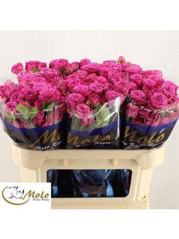 R TR CLAS SENSATION@ 70CM
