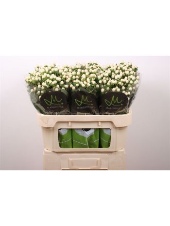 HYP SISU TWINKLE 70CM