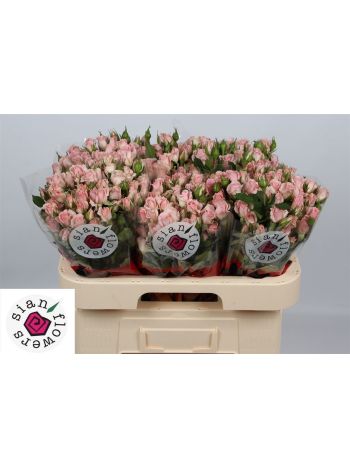 R TR FLEURETTE 60CM