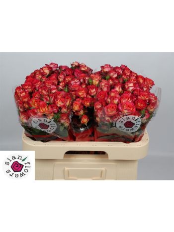 R TR SUMMER DANCE 60CM