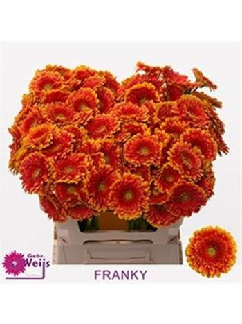 GE MI FRANKY