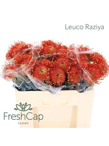 LEUCO RAZIYA