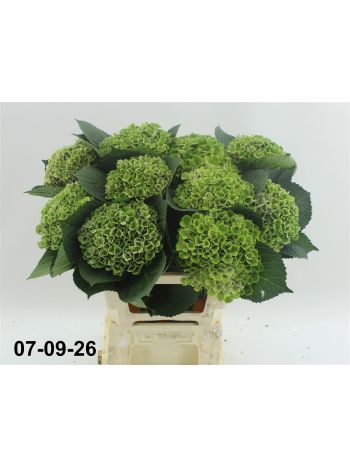 HYDR M MAG CORAL CL 60CM