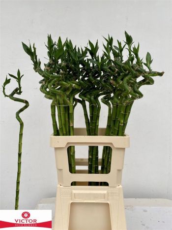 DRAC S LUCKY BAMBOO 70CM