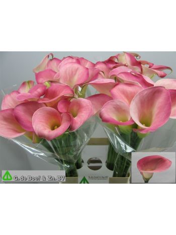 ZANT CANDY DREAM 65CM