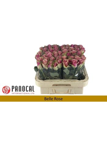 R GR BELLE ROSE 60CM