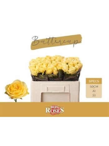 R GR5 BUTTERCUP