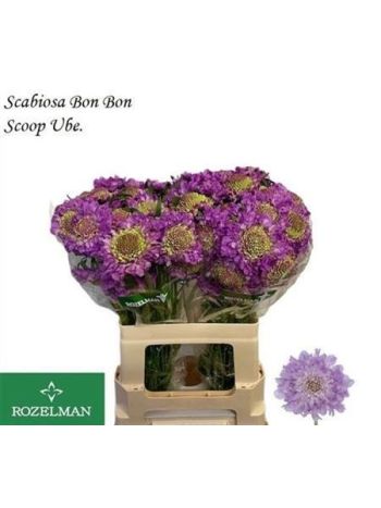 SCAB AT BB SCOOP UBE