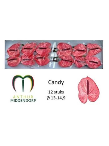 ANTH A CANDY *12