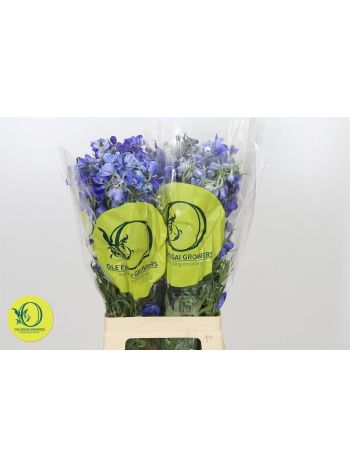 DELPH EN OV 70CM
