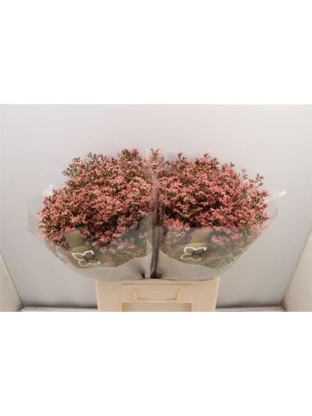 LIM SIN INCA DIAMOND 60CM
