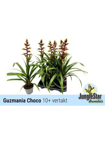 GUZM CHOCO AKCIO
