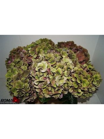 HYDR M SAN TROPEZ CL 60CM