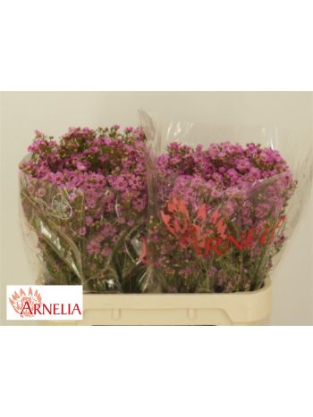 CHAME NIEKS PRIDE 70CM