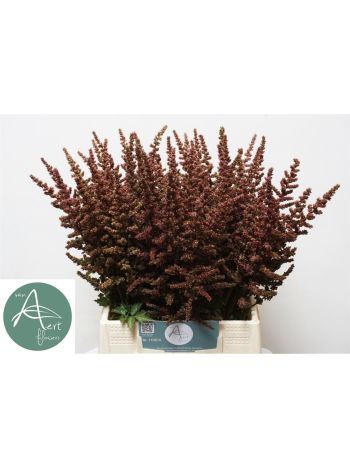 ASTIL AUTUMN GLOW 50CM
