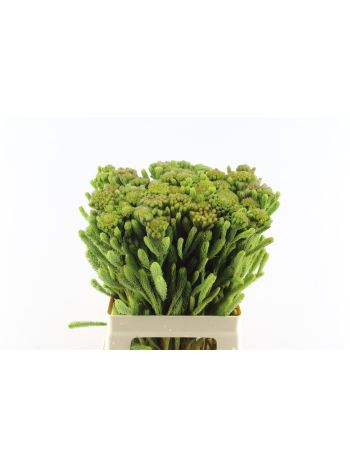 BRUN ALBIFLORA