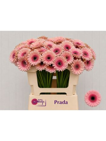 GE MI PRADA