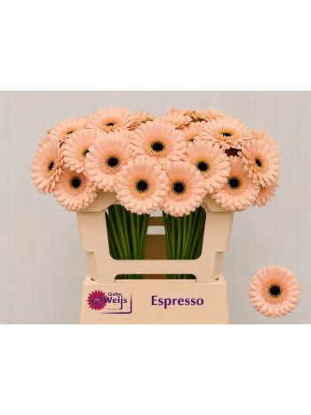 GE MI ESPRESSO