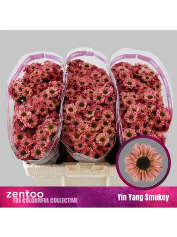 CHR SAN  YIN YANG SMOKEY