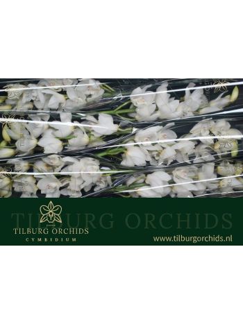 CYMB T *6 EARLY WHITE - WHITE