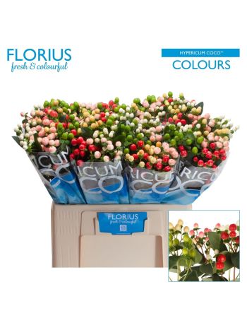 HYP COCO COLOURS GEM 60CM