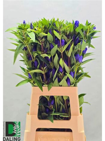 GENTI JUST BLUE