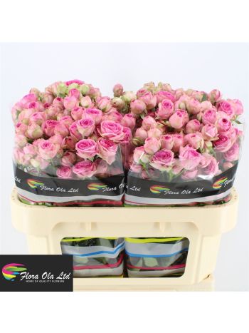 R TR SUPER SENSATIO@ 70CM