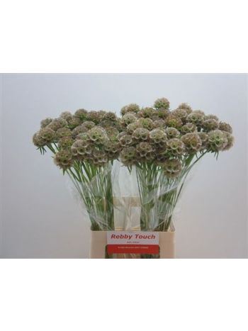 SCABIOSA STELLAT ZD
