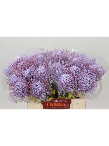 LEUCO OV KLB H% - MILKA