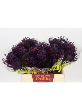 LEUCO OV KLB H% - AUBERGINE