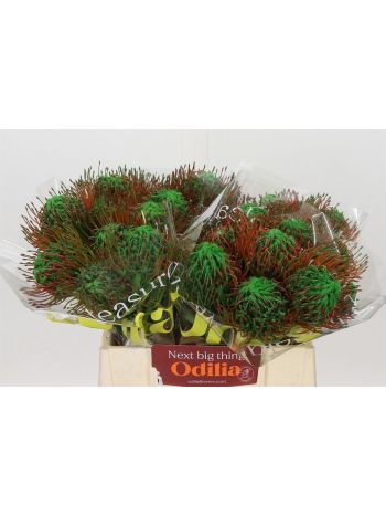 LEUCO OV KLB H% - GREEN