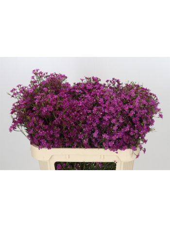 CHAME PURPLE RAIN 70CM *100