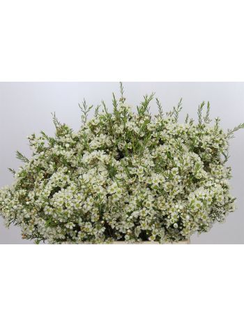 CHAME IVORY PEARL 60CM