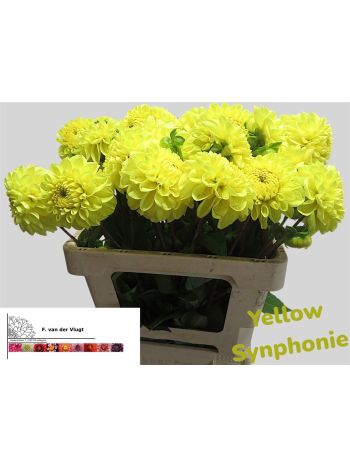 DAHL OV - YELLOW SYNPHONIE