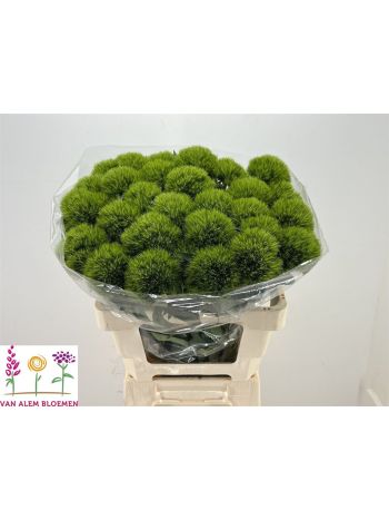 DI BARB GREEN CHARM