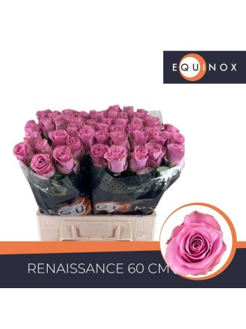 R GR RENAISSANCE 60CM