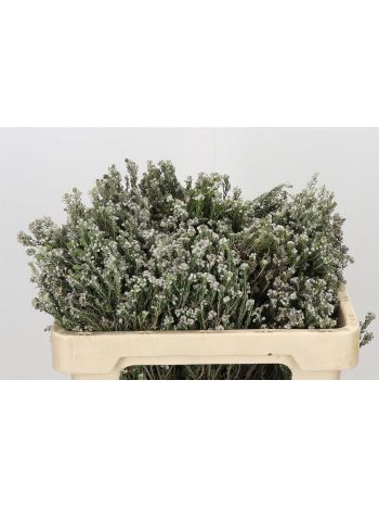 KAAPS GROEN