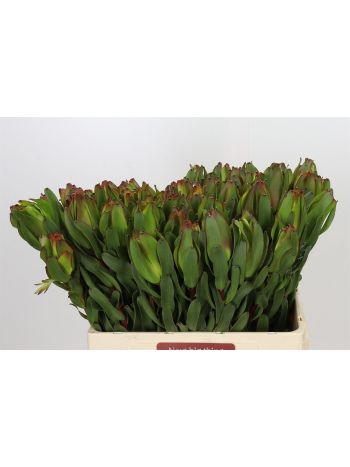 LEUCAD LAUREL YELLOW 60CM