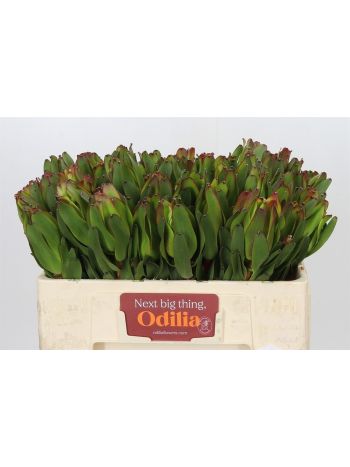 LEUCAD LAUREL YELLOW 50CM