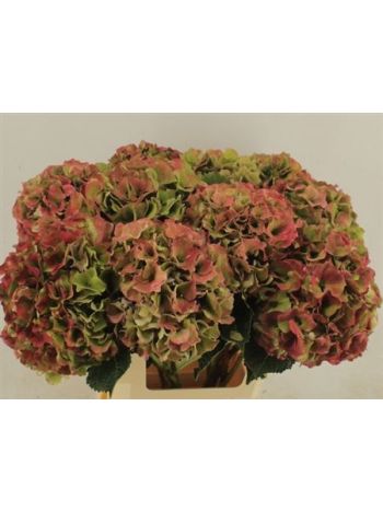 HYDR M ROY PALACE CL 60CM