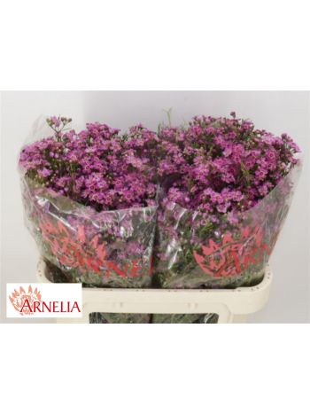 CHAME PURPLE RAIN 70CM *50