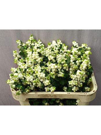 SYMPHO MAG LEMO LIME