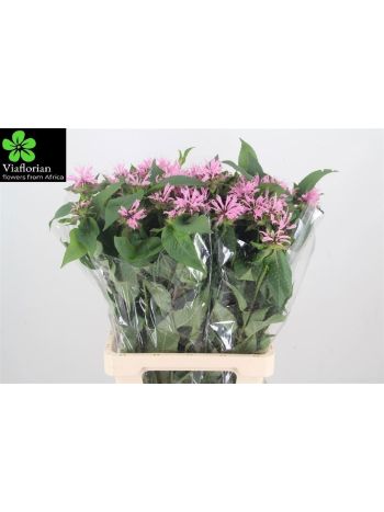 MONARDA PINK SUPREME