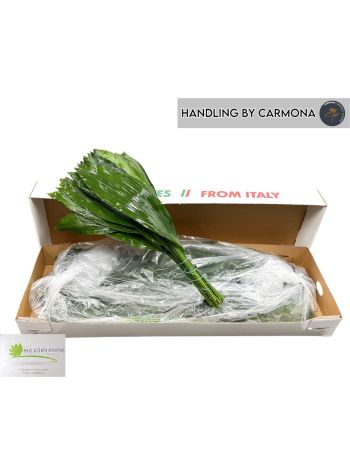 ZO ASPIDISTRA 70CM