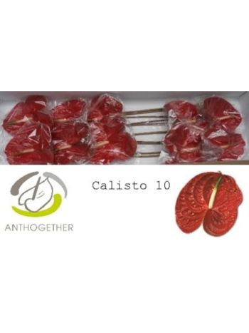 ANTH A CALISTO *10