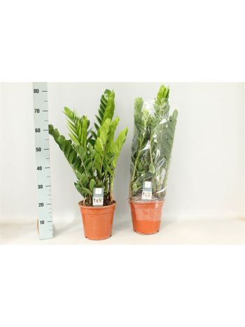 ZAMIOCULCAS ZAMIIFOL