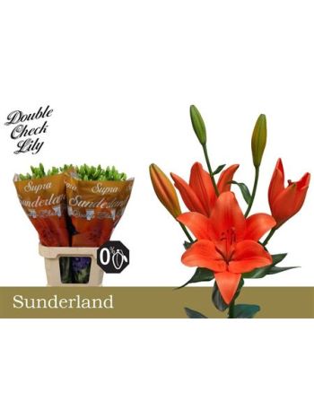 LI LA SUNDERLAND
